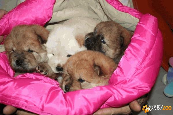 De vanzare CHOW CHOW