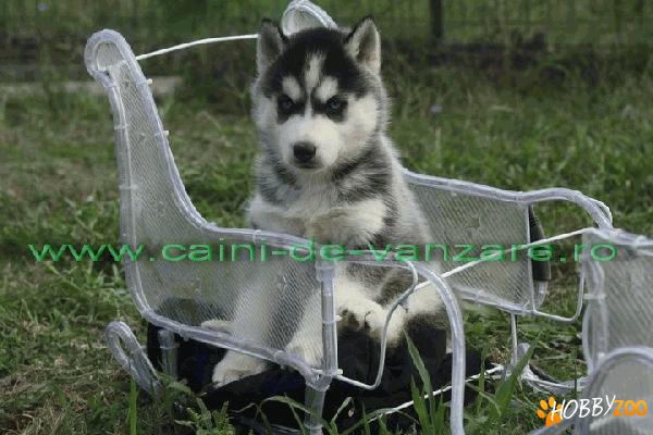 Husky de vanzare ochi albastri