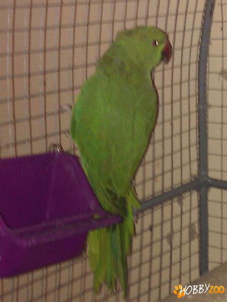 vand pui de micul alexandru 