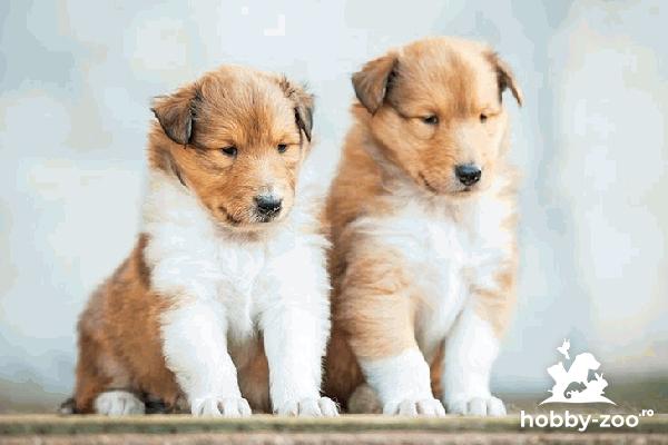 Puiuti Collie cu carnet de sanatate si microcip