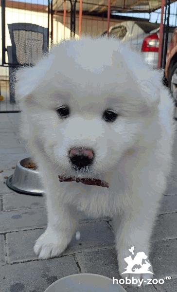 Pui catel rasa Samoyed