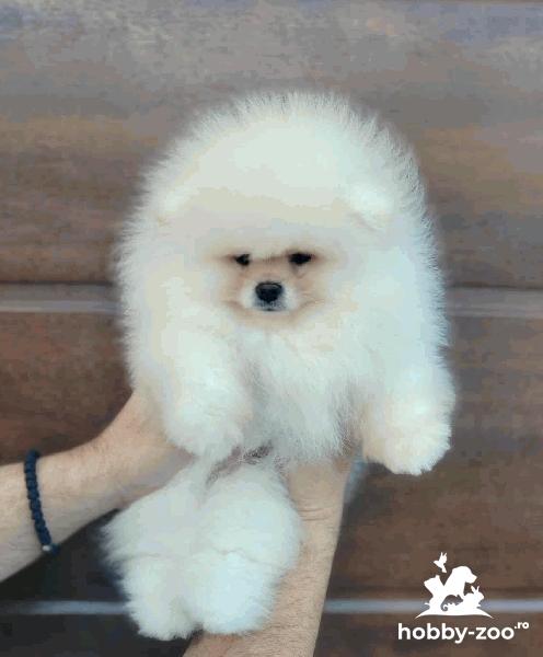 Pomeranian – pui frumoși și adorabili