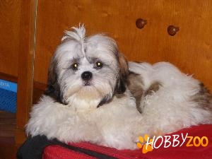 bichon havanez pui bucuresti