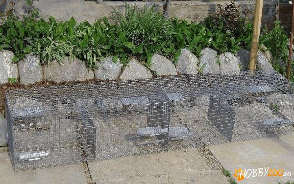 custi pentru crestere chinchilla