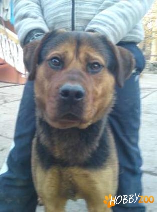 mascul rottweiler original