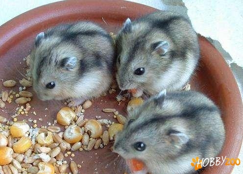 puiuti Hamster dwarf