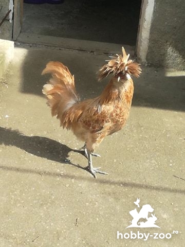 Vand 2 cocosi Padoana