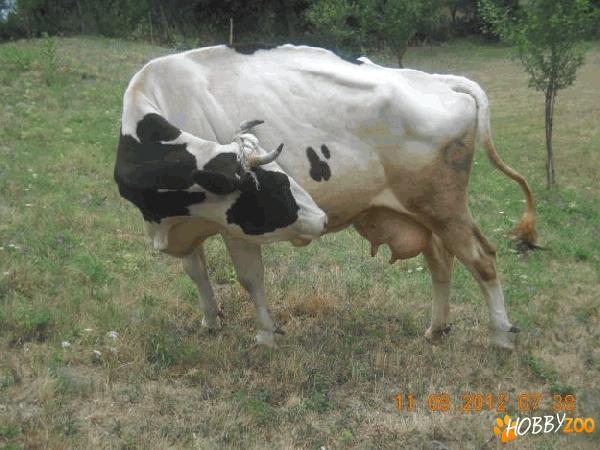 Vanzare vaci Holstein Novaci
