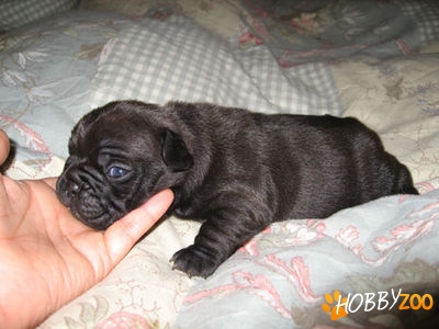 cane corso cem bucuresti