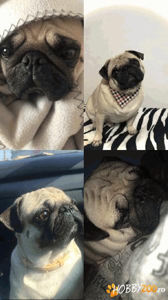 Pug Mascul Imperechere