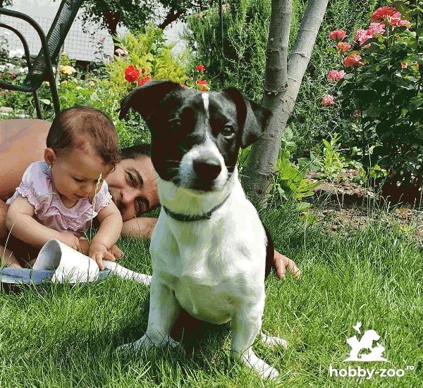 Bob Jack Russel vrea dragoste