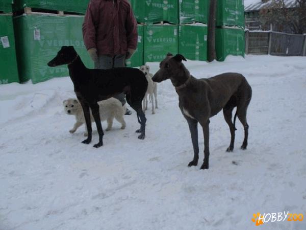vand ogari greyhound