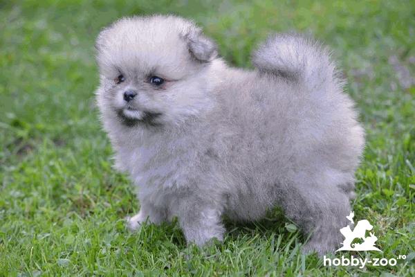 Spitz pomeranian cățeluși