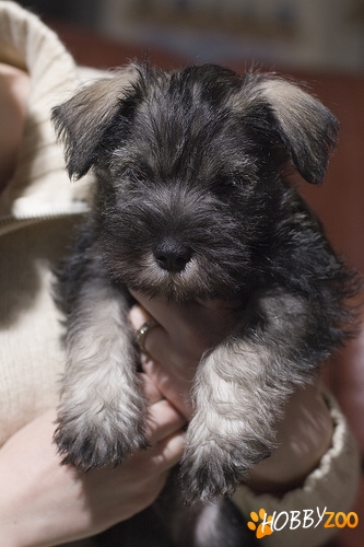VAND PUI SCHNAUZER  MEDIU