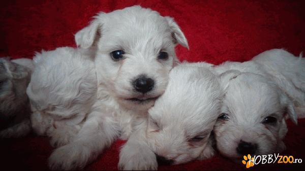 Vand catei Coton de tulear  