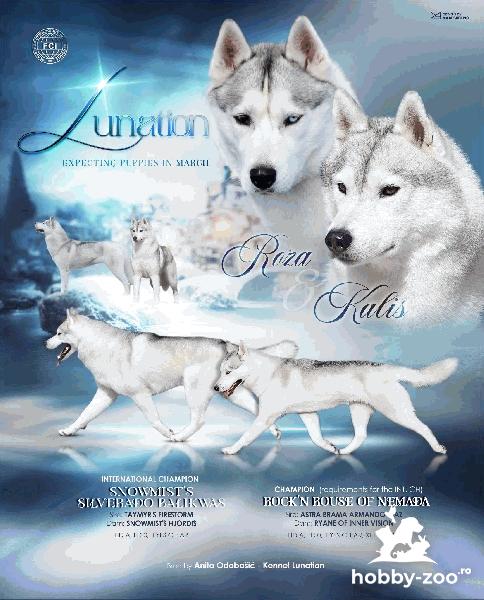HUSKY SIBERIAN căței