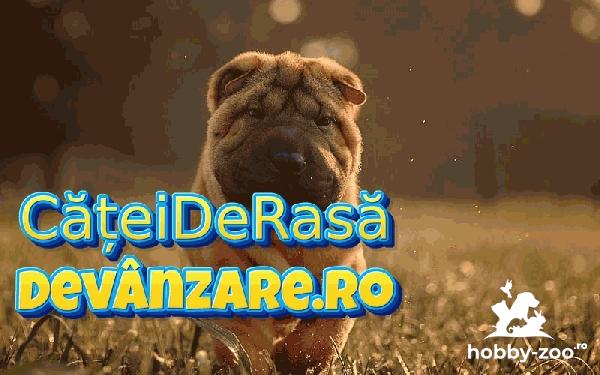 Catei Shar Pei cu microcip si garantie