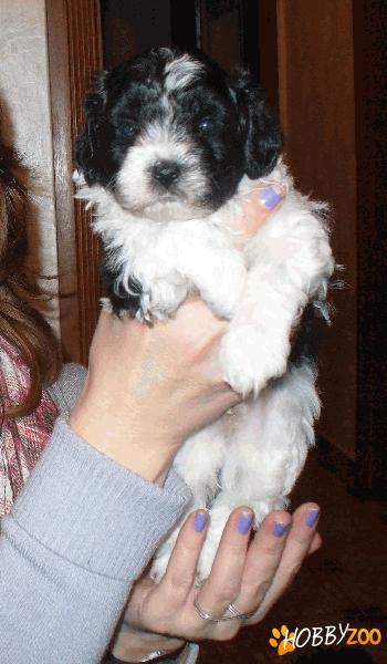 bichon havanez-mascul