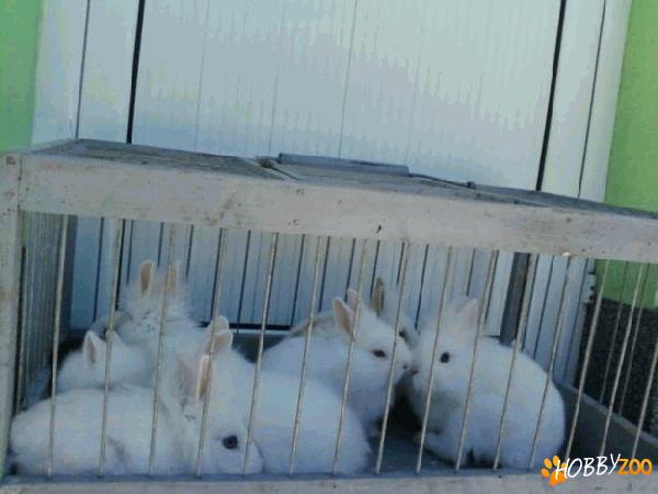 lionhead pui si adulti