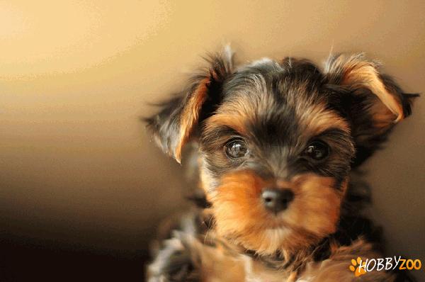 yorkshire terrier de vanzare