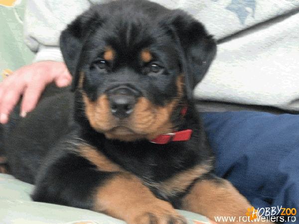 Pui Rottweiler Femela
