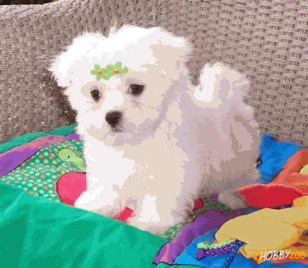 0764765468 vand pui bichon maltese