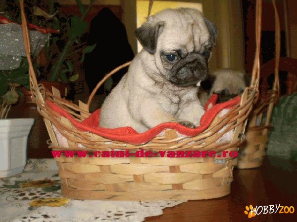 Mops Pug Carlino de vanzare