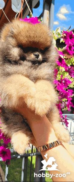Pomeranian Spitz Boo catelus
