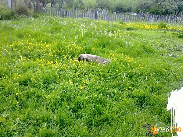 Vand pui ciobanesc caucazian (femel