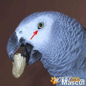 CUMPAR papagal african gri - JAKO -