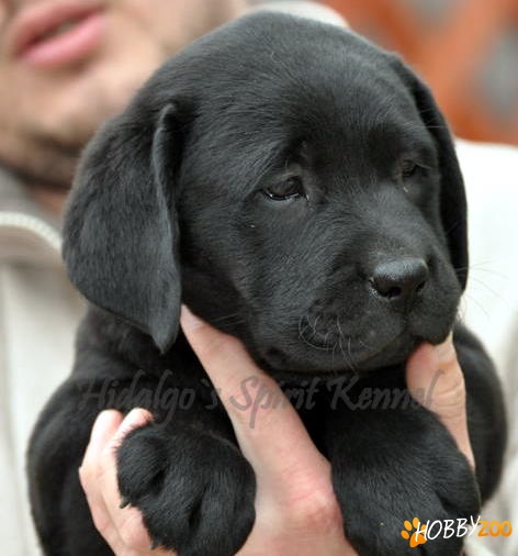 Labrador Retriever parinti de exceptie