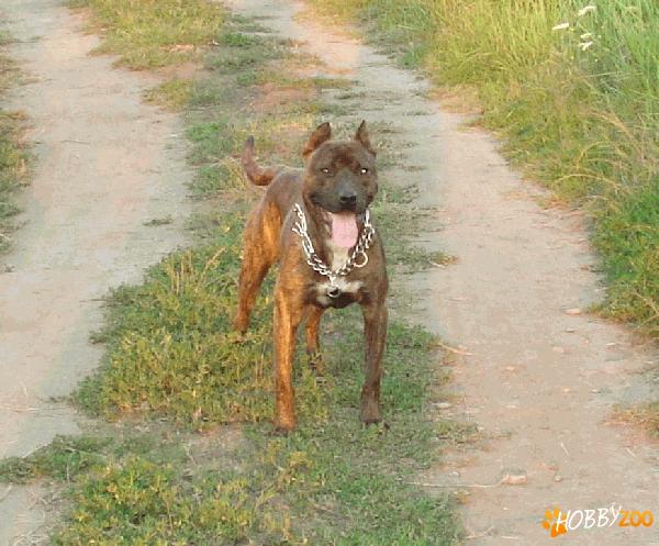 Ofer PITBULL pentru monta