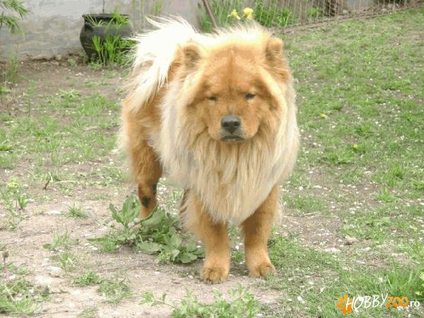 Imperechere mascul Chow Chow rosu