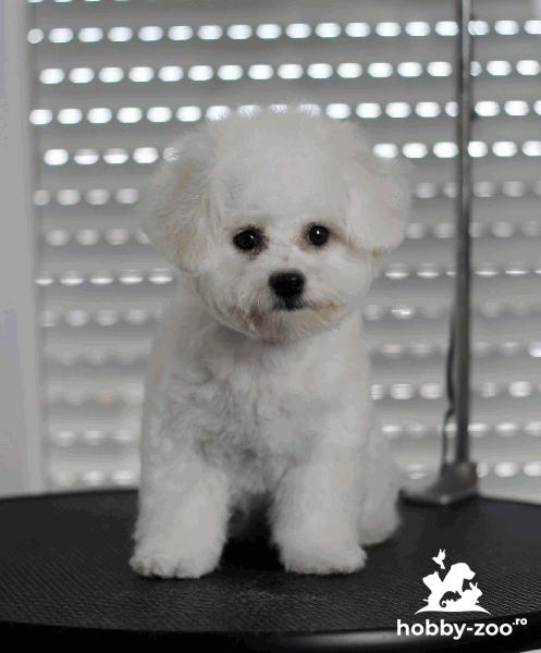 Bichon Frise catelusi de vanzare
