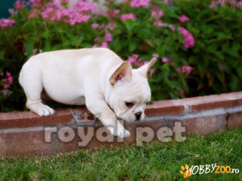 VAND CAINI BULLDOG FRANCEZ 