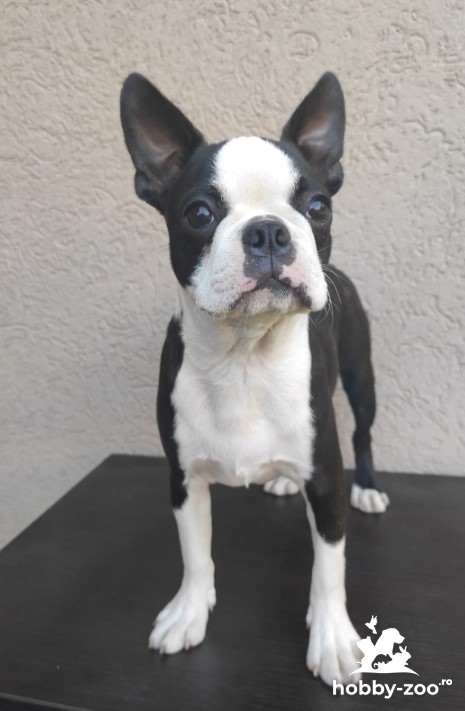 Boston Terrier catelus de vanzare