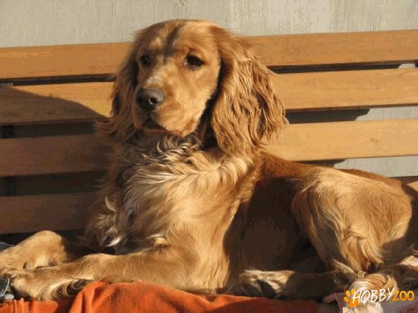 monta Cocker Spaniel auriu