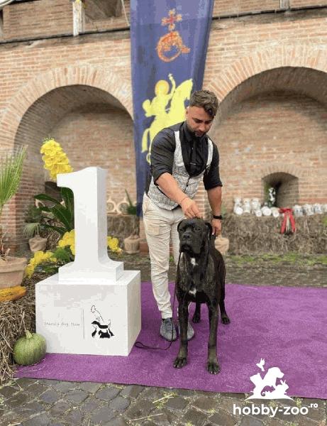 CANE CORSO femelă 8 luni