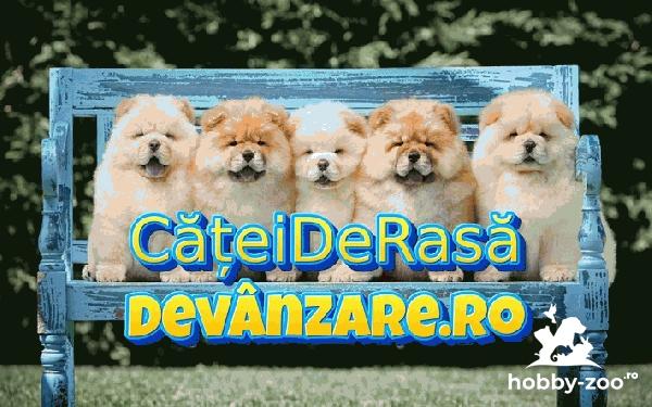 Catei Chow Chow cu microcip si carnet de sanatate