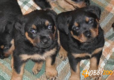Vand pui de rottweiler 