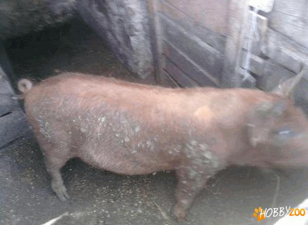vier tanar rasa Duroc