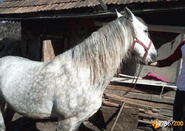 armasar castrat munca agricola