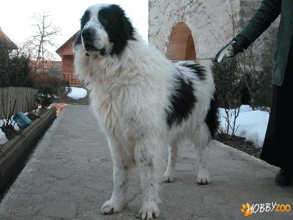 Pui Ciobandesc de Bucovina