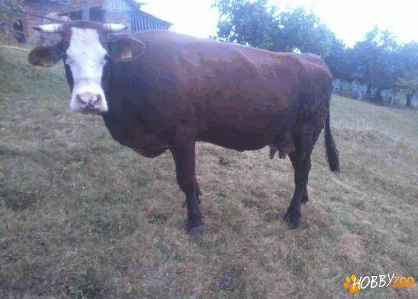 vaca gestanta bine formata