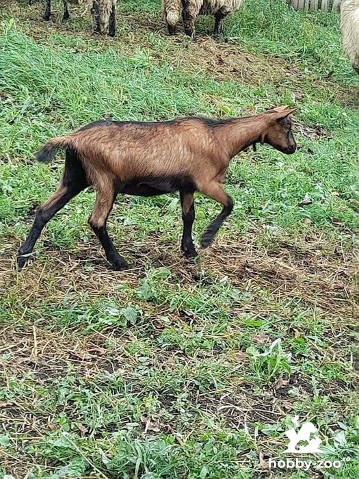 Vând capre de rasă Suceava