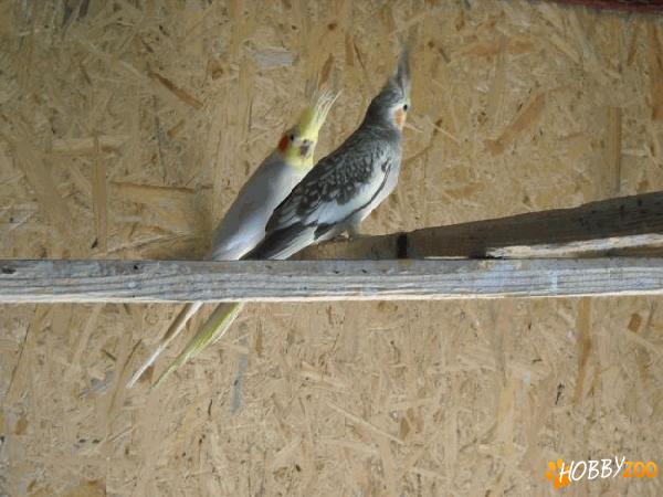 papagali din crescatorie