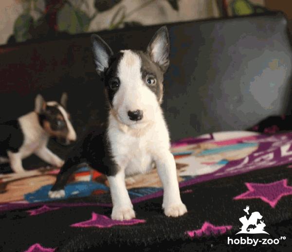 Mini Bull Terrier cățeluși