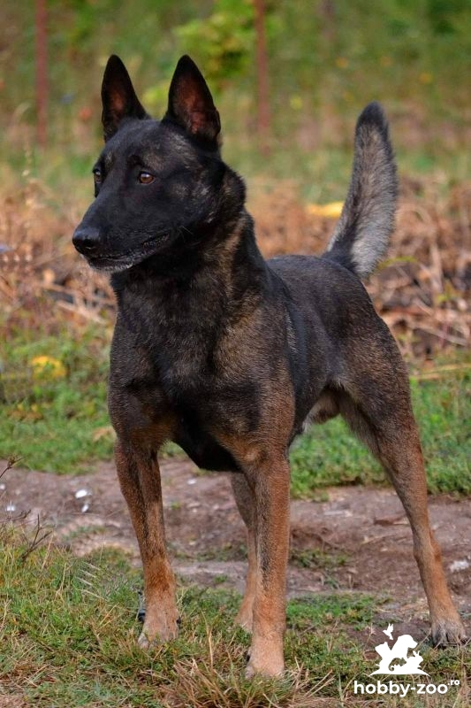 Ciobanescul belgian Malinois cățeluși