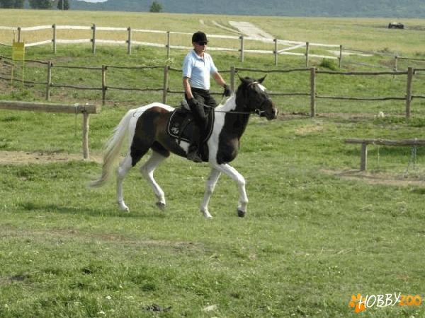 iapa blanda mustang tanara