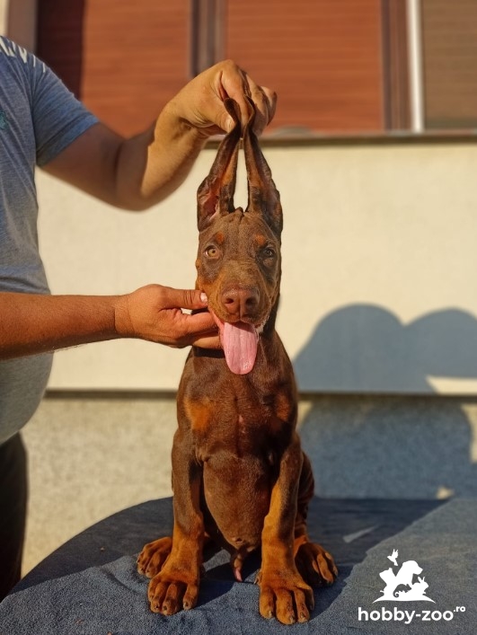 Doberman catelus de vanzare